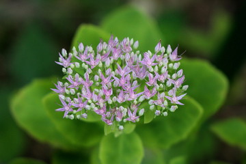 Obraz premium Sedum Autumn joy or Sedum Herbstfreude plant with large rosy coral flower head full of multiple small white to pink flowers on large green leaves background in local garden on warm sunny day