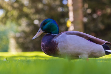 Mallard, Anas platyrhynchos on green grass in a park with sunshine in Helsingborg, Sweden. 