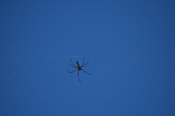 A beautiful blue background with a spider and its cobwebs. with a different view.