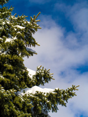 Snow-covered fir-tree against the background of the blue sky with clouds.