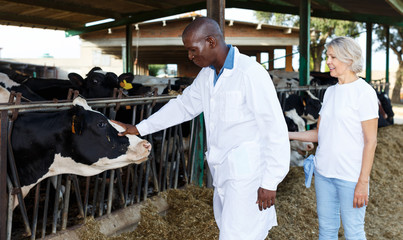 Veterinarian and farmer cows at farm