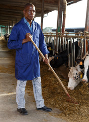 Male working on dairy farm