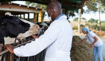 Man  veterinary in bathrobe  taking care  cows at the cow farm