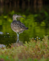 Whimbrel Foraging on the Pond