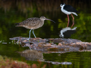 Whimbrel Foraging on the Pond