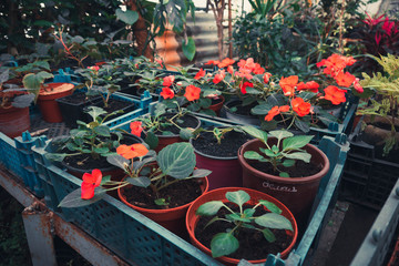 a bunch of flowers and plants in the greenhouse. green plants in the room light nature
