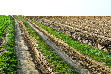 Fototapeta na wymiar Country road among fields