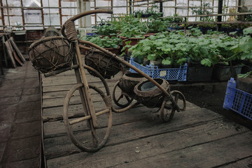 Fototapeta na wymiar Antique wooden bicycle with plants on background