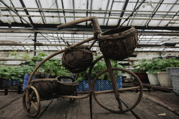 Fototapeta premium Antique wooden bicycle with plants on background