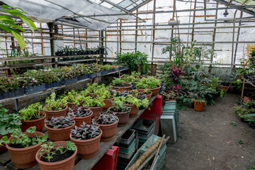 a bunch of flowers and plants in the greenhouse. green plants in the room light nature