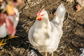 Chickens on traditional free range poultry farm