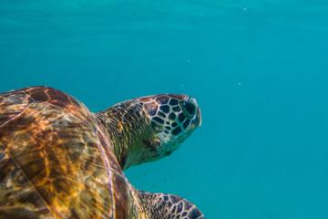 Obraz premium Green sea turtle at the maldives seen while diving and snorkeling underwater with the great turtle animal