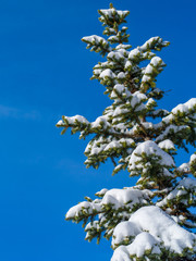 Snow-covered fir-tree against the background of the blue sky with clouds.