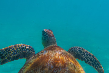 Obraz premium Green sea turtle at the maldives seen while diving and snorkeling underwater with the great turtle animal