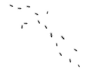 ant logo icon vector illustration design