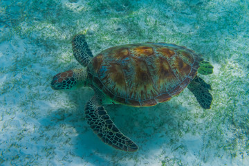 Obraz premium Green sea turtle at the maldives seen while diving and snorkeling underwater with the great turtle animal