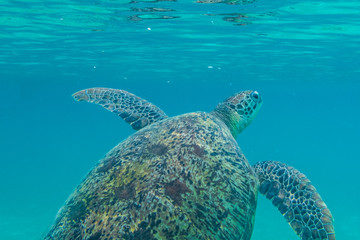Obraz premium Green sea turtle at the maldives seen while diving and snorkeling underwater with the great turtle animal