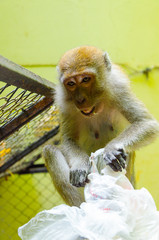 una scimmia apre una busta di plastica
