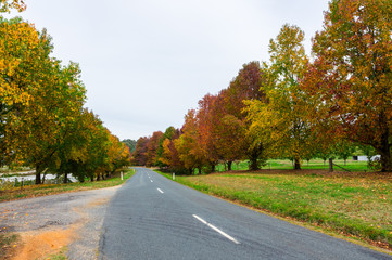 Autumn trees in Stanley in north eastern Victoria, Australia