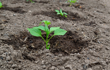 Plants farmering greenhouse