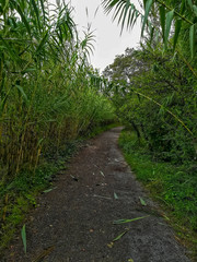 Dirt road with lots vegetation on the banks