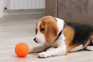 Cute five month old beagle puppy playing with spiky ball dog toy indoor