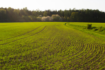 field, wheat, green, sky, landscape, spring, agriculture, farm, blue, grass, nature, countryside, summer, rural, crop, background, plant, season, meadow, view, land, country, outdoor, sunlight, beauti