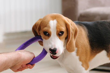 Beagle puppy chewing ring dog toy. Teething time