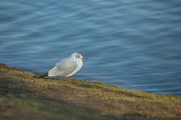 White and grey colored black-headed gull with orange beak and legs sitting on riverbank with green grass, blue water in background, sunny winter day in a city