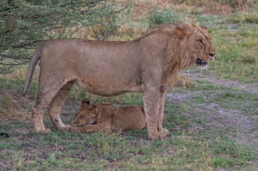 The Savuti Marsh Pride lions roam in the Chobe National Park Botswana.