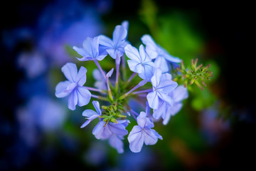 forget me not flower