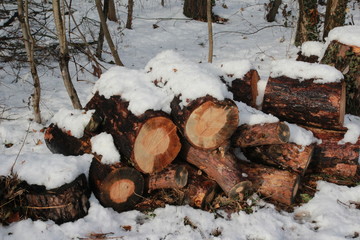 Rondins de bois