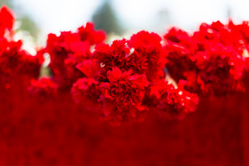 Obraz na płótnie Canvas Red carnations on a red table