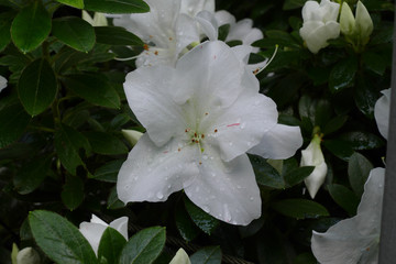 nice fresh azalea live floret
