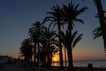 Obraz premium Palms at sunset