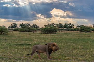 Obraz na płótnie Canvas The Savuti Marsh Pride lions roam in the Chobe National Park Botswana.