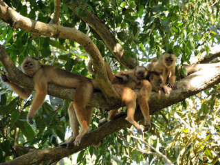 Monkey family