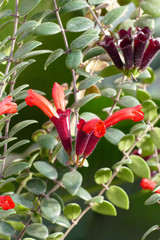 Obraz na płótnie Canvas nice fresh red aeschyanthus floret
