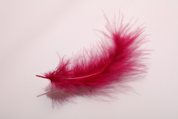 Red feather closeup
