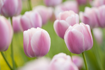 Fototapeta premium delicate pink tulips in the summer garden
