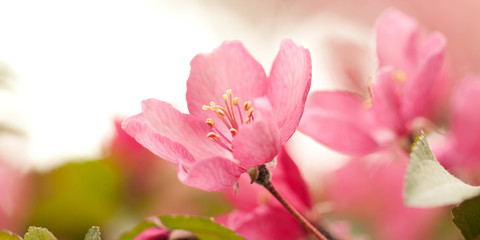 pink tender sakura flowers