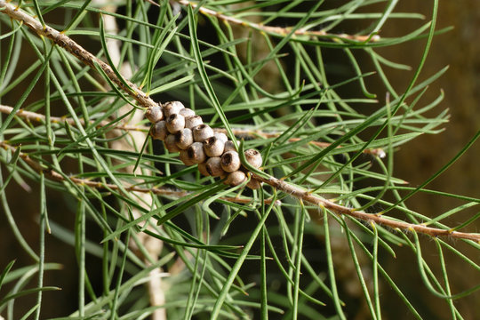 bottlebrush seeds