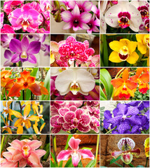 collage of wonderful multicolored orchids
