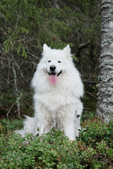 Fototapeta premium portrait of a dog