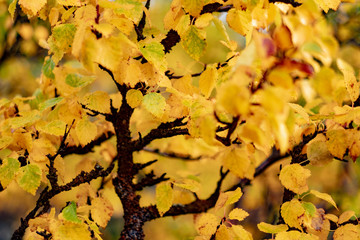 yellow autumn leaves