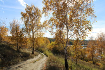Fototapeta premium road in the autumn forest