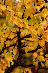 yellow autumn leaves