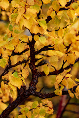 yellow autumn leaves