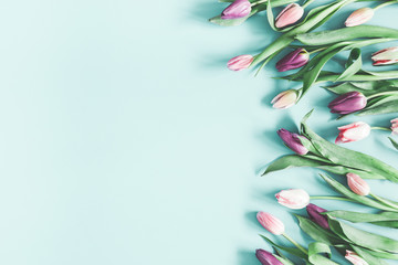 Flowers composition. Tulip flowers on pastel blue background. Spring, easter, mothers day, womens day concept. Flat lay, top view, copy space
