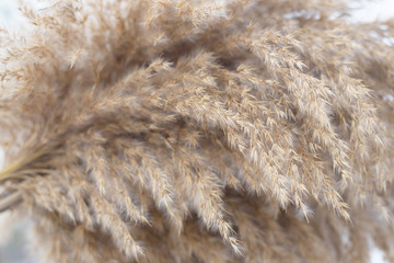 texture of fur, beautiful cane background